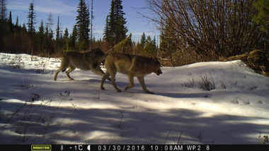 Camera trap photo featuring two wolves